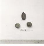 Click for 1 image(s) for this accession. FRUIT